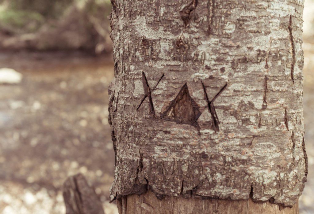 Tree with X's carved into it
